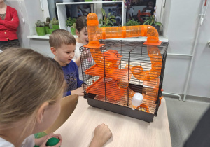 Dzieci obserwują chomika w klatce.