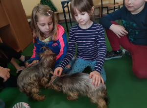 Dogoterapia z pieskami rasy yorkshire terrier.