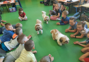 Spotkanie przedszkolaków z trzema psiakami
