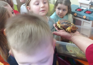 Przyszli uczniowie poznają ślimaka- mieszkańca sali grupy przedszkolnej